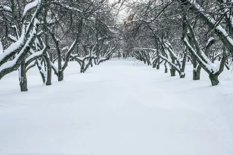 Apple-tree garden in winter Stock Photos