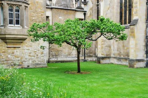 The apple tree at the gate of Trinity College, Cambridge, England Stock Photos