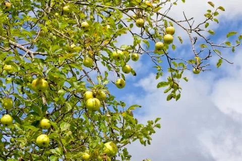 Apple tree of the golden class loaded with apples. Stock Photos
