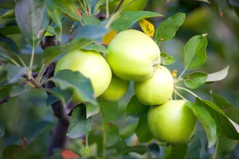 Apple tree, green apples on branches Stock Photos
