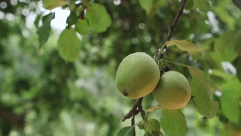 Apple tree with green apples close-up in the rain drops  Stock Footage 204088216