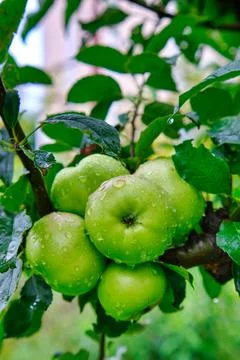 Apple tree with green apples close-up in sunlight after rain drops in the win 스톡 사진