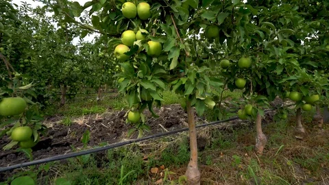 Apple tree with green apples in the garden. Close up, 4k Resolution. Stock Footage 128919840