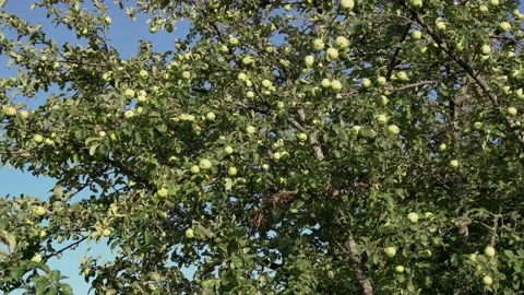 Apple tree with green apples. Green apples grow on a branch. Stock Footage 208311455