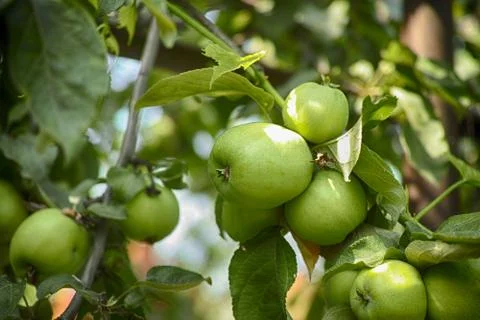 Apple tree with green apples Stock Photos