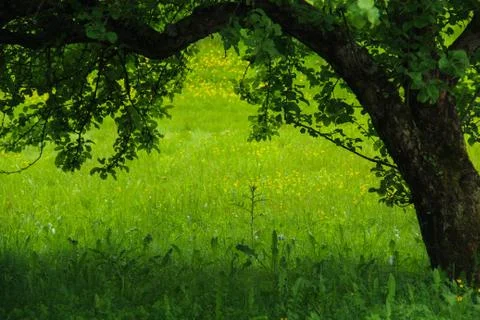 Apple tree on green meadow Stock Photos