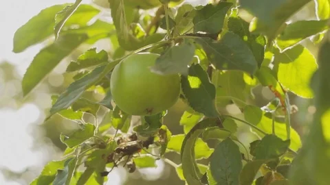 Apple tree with growing apples Stock Footage 78896631