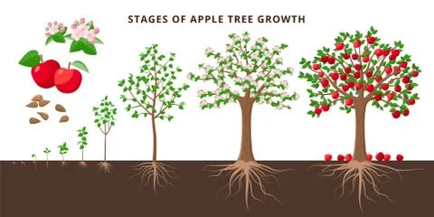 Apple tree growing stages - vector botanical illustration in flat design Illustrazione stock