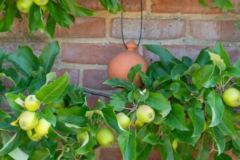 An apple tree grows by a wall, framed by green foliage. Stock Photos
