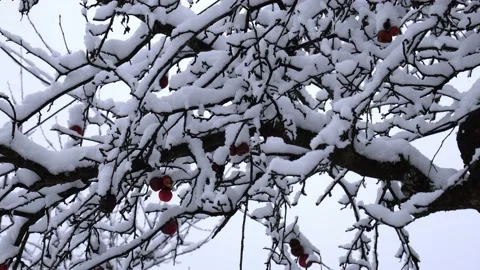 An apple tree that has been covered with snow Stock Footage 232602915
