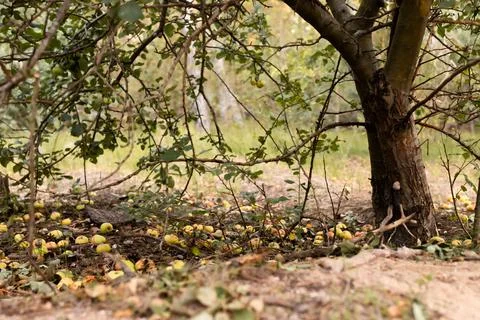The apple tree has bent the branches from the Foto stock