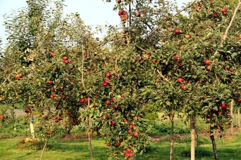 Apple tree having many red apples Stock Photos