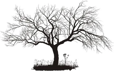 Apple tree Stock Illustration
