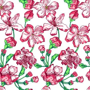 Apple tree Stock Illustration