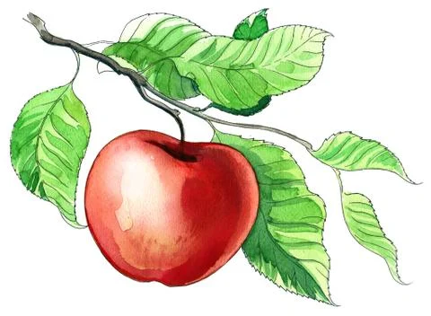 Apple tree Illustrazione stock
