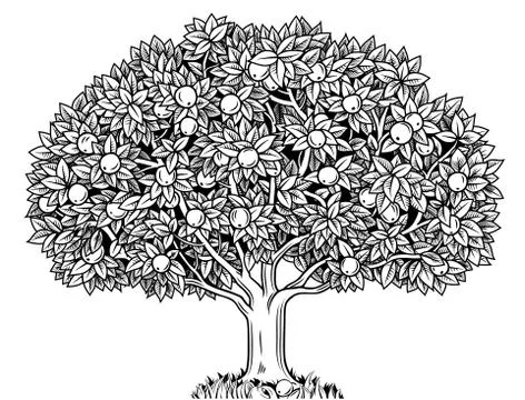 Apple tree Stock Illustration