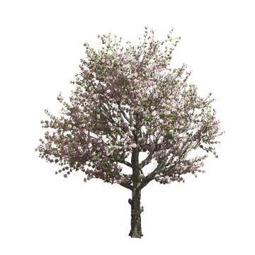 Apple tree isolated. Vector illustration Stock Illustration