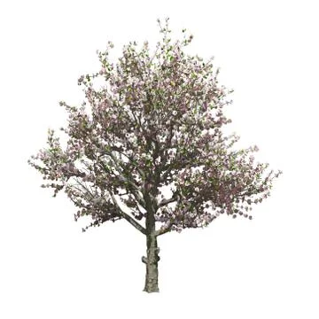 Apple tree isolated. Vector illustration Stock Illustration