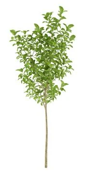 Apple tree isolated on white background. 3d illustration Stock Illustration