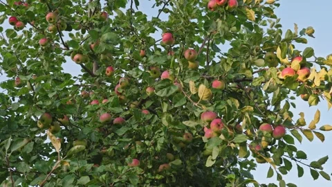 Apple Tree Laden With Ripe Apples In Warm Sunset Light Stock Footage 346252689