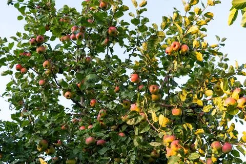 Apple Tree Laden With Ripe Fruit In Warm Sunlight Stock Photos