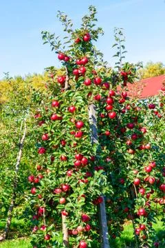 Apple tree with large red apples. Stock Photos