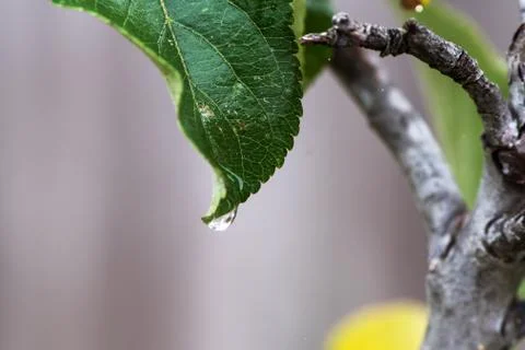 Apple Tree Leaf with water drop on rainy winter day Stock Photos