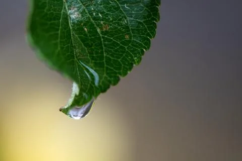 Apple Tree Leaf with water drop on rainy winter day Stock Photos