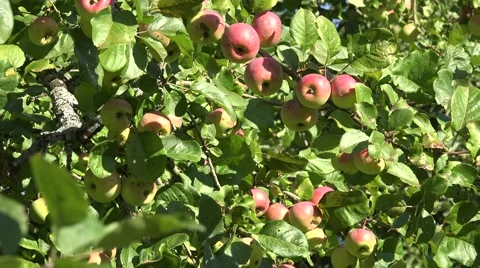 Apple tree leaves and branches full of ripe red fruits growing in garden. Focus Stock Footage