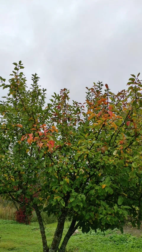 Apple tree leaves in autumn (2) 4K 30 FPS Stock Footage 286904764