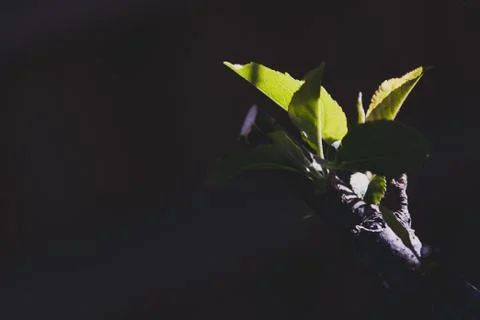 Apple tree leaves close-up shot under natural light with harsh contrast Stock Photos