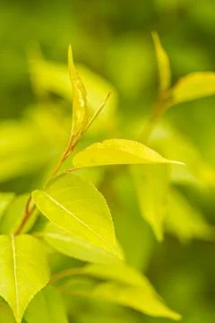 Apple tree leaves in close-up. Spring colors in the flora Stock Photos