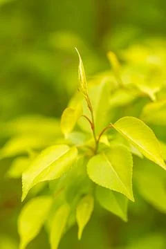 Apple tree leaves in close-up. Spring colors in the flora Stock Photos