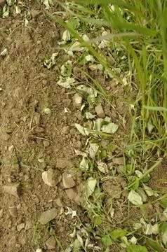 Apple tree leaves on the ground, cut by insects. Stock Photos