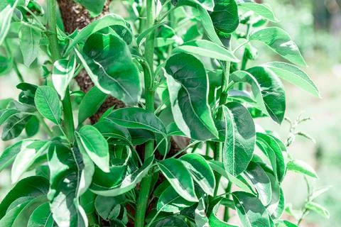 Apple tree leaves Stock Photos