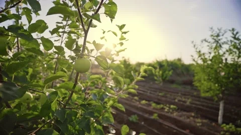 Apple tree leaves sway in the wind under the backlight of the sun. Stock Footage 139593629