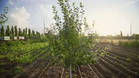 Apple tree leaves sway in the wind under the backlight of the sun. Video stock 143382789