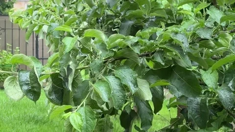 Apple tree leaves under rain Stock Footage 320948843