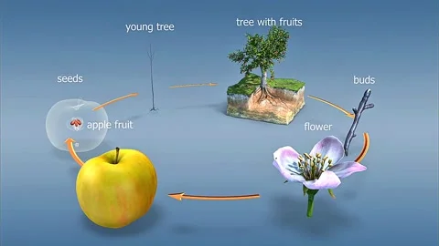 Apple tree life cycle Video stock 309916192