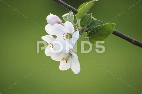 Apple tree limb Stock Photos