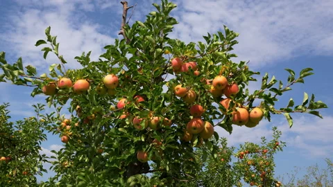 Apple tree loaded with apples in an orchard on blue sky backround. Stock Footage 283498126