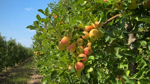 Apple tree loaded with apples in an orchard on blue sky backround. Autumn Stock Footage 283770129