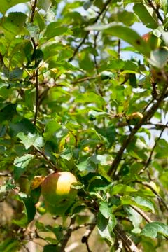 Apple tree loaded with apples. Stock Photos