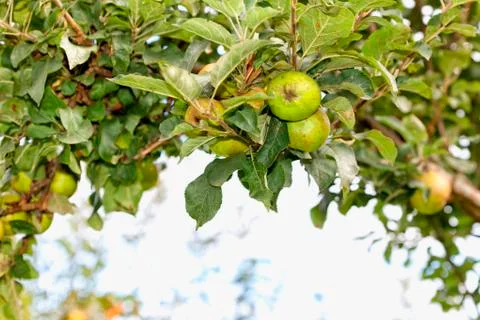 Apple tree loaded with apples. Stock Photos