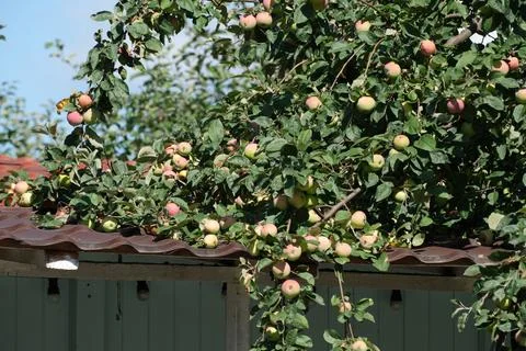Apple Tree Loaded With Ripe Apples Above Garden Roof Fotos Stock