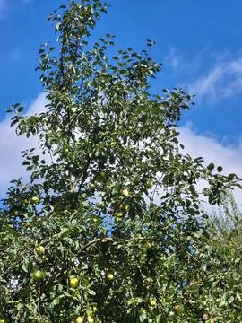 Apple tree loaded with ripe fruit against blue cloudy sky Stock Photos