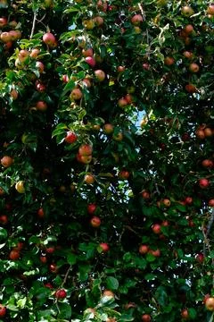 Apple Tree Loaded with Ripe Red Fruit Stock Photos