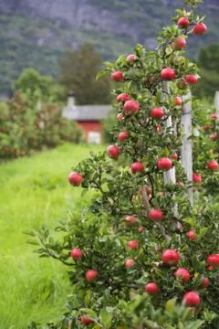Apple tree Lofthus Stock Photos