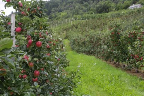 Apple tree Lofthus Stock Photos