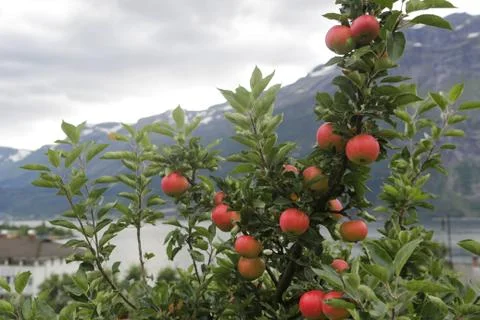 Apple tree Lofthus Foto stock